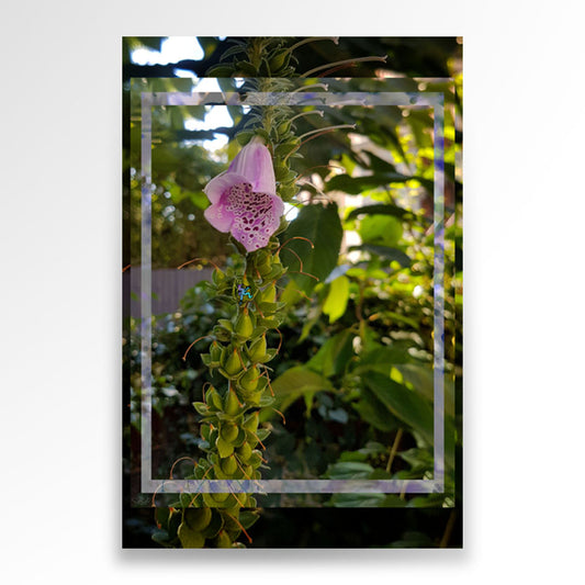 JPG image of a photography print which is a flower,
dimensions• 833 × 833
file size • 129.03 kB