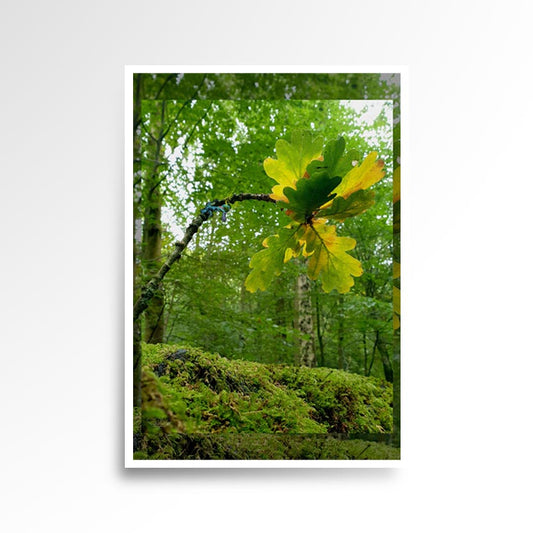 Photography print image of lifelike miniature figure, hanging on a branch. Colours green, white. Purpose, to be enjoyed, questioned and disused.
JPG
• 833 × 833
• 107.07 kB