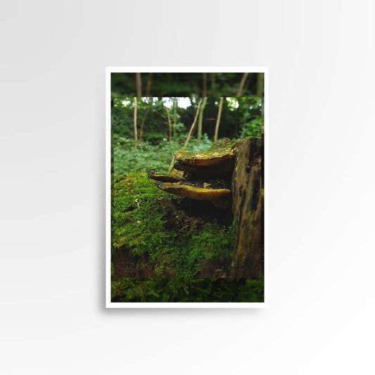 Photography print image of lifelike figures, helping each other climb mushrooms on a decaying piece of wood. Colours yellow, green, brown. Purpose, to be enjoyed in someone's home.
JPG
• 833 × 833
• 61.91 kB