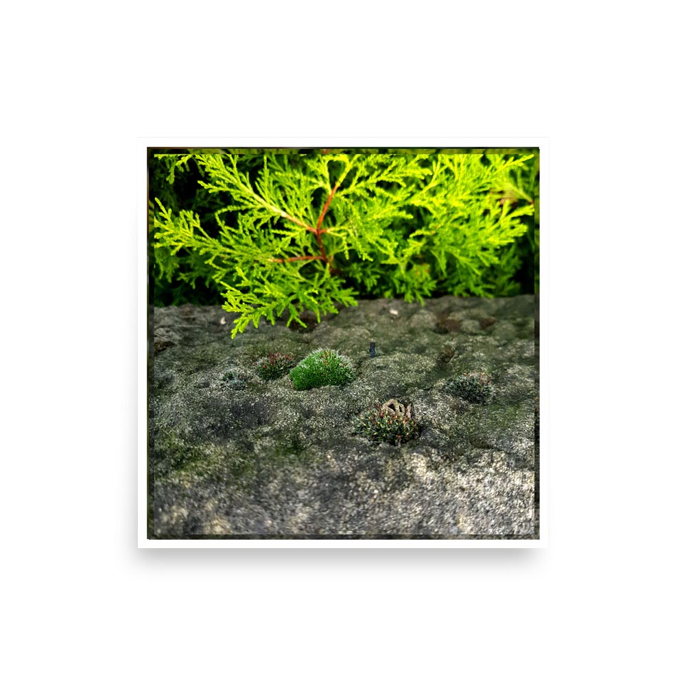 Photography print image of lifelike miniature figure, on a stone next to some moss which has tiny flowers growing from them. Colours, green, brown, grey, red, yellow, white.
JPG
• 1000 × 1000
• 145.93 kB