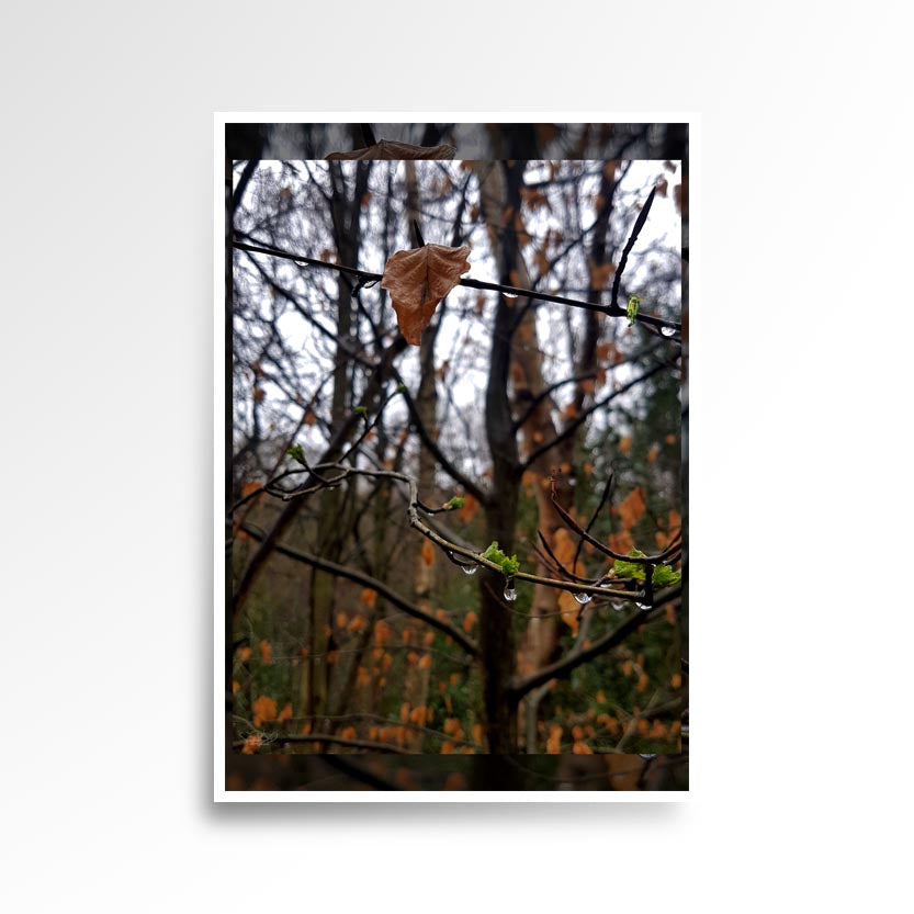 Photography print image of lifelike figure, sitting on a tree branch on autumn some leaves are falling but at the same time new ones are sprouting with water drops hanging from them. Colours brown, green, orange. Purpose, to be enjoyed, questioned and disused.
JPG
• 833 × 833
• 91.47 kB
