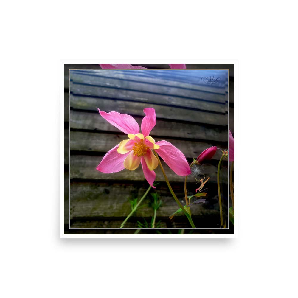 JPG photography print, image a flower
• 1000 × 1000
• 69.49 kB