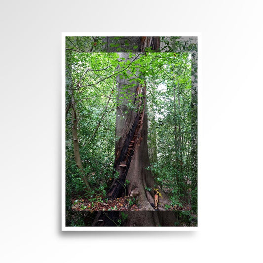 Photography print image of lifelike figure,  looking up at tall tree that has a huge scare running around it. Colours brown, green, orange. Purpose, to be enjoyed, questioned and disused.
JPG
• 833 × 833
• 145.85 kB