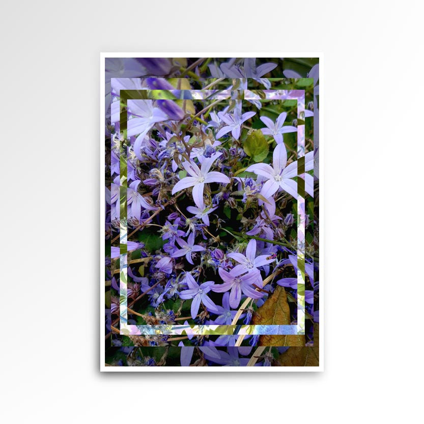 Photography print, image of a flower colours are purple and green.
JPG
• 833 × 833
• 118.34 kB