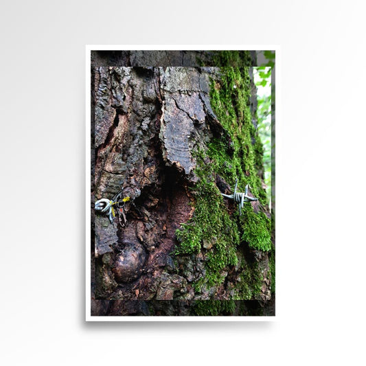 Photography print image of lifelike figure, hanging on some metallic barbed wire grown over by tree. Colours brown, green, silver, grey. Purpose, to be enjoyed, questioned and disused.
JPG
• 833 × 833
• 127.43 kB